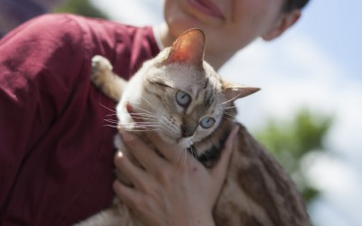 Sphinx och Ginny