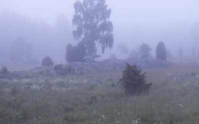 Teresa och midsommarblomster